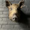 Taxidermy head of a small wild boar