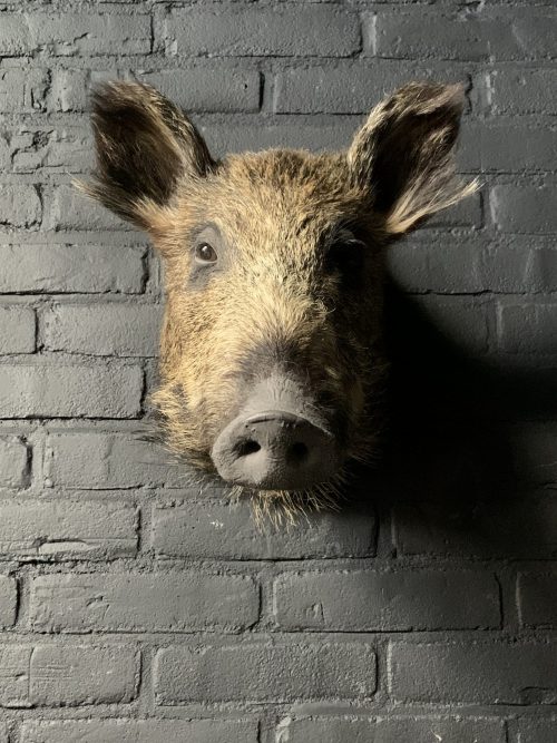 Taxidermy head of a small wild boar