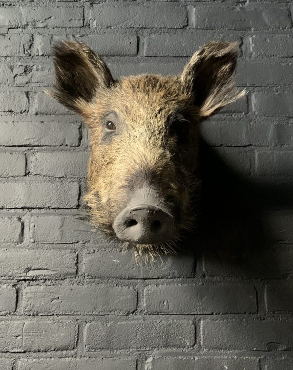 Taxidermy head of a small wild boar