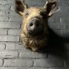 Taxidermy head of a small wild boar