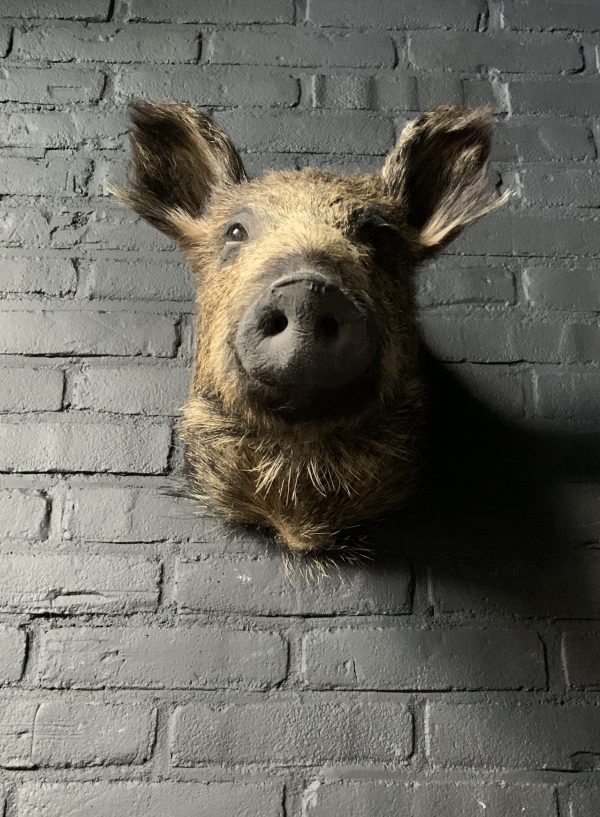 Taxidermy head of a small wild boar