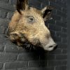 Taxidermy head of a small wild boar