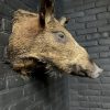 Taxidermy head of a small wild boar