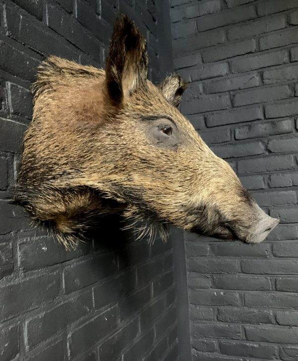 Taxidermy head of a small wild boar