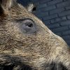 Taxidermy head of a small wild boar