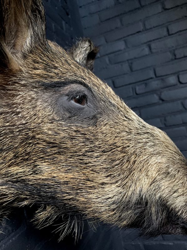 Taxidermy head of a small wild boar