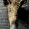 Taxidermy head of a small wild boar