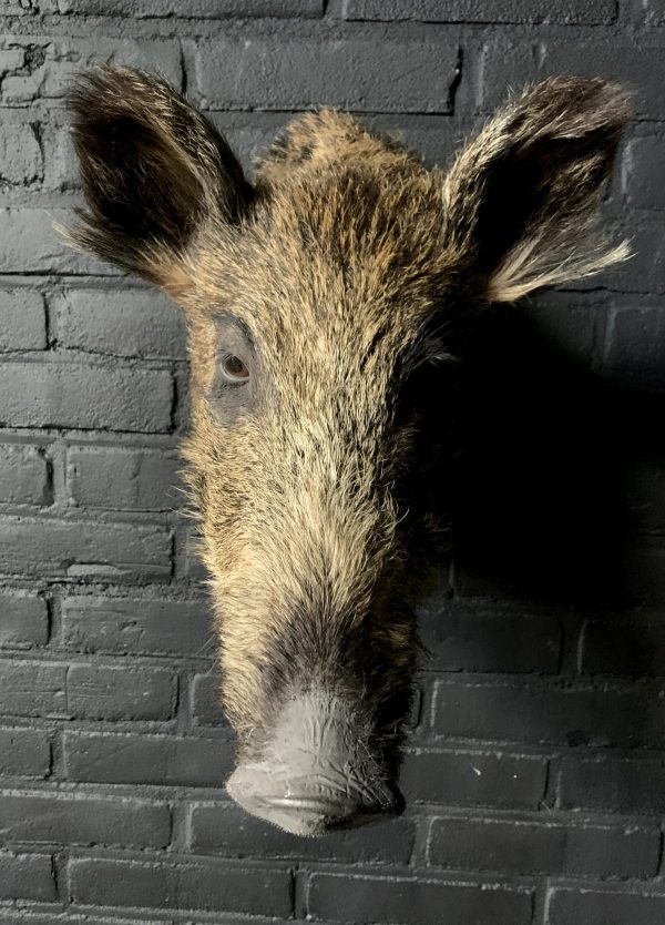 Taxidermy head of a small wild boar