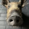 Taxidermy head of a small wild boar