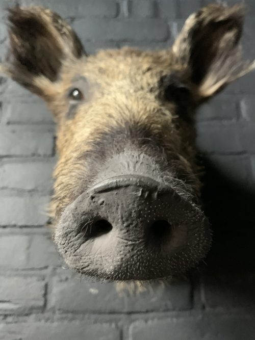 Taxidermy head of a small wild boar