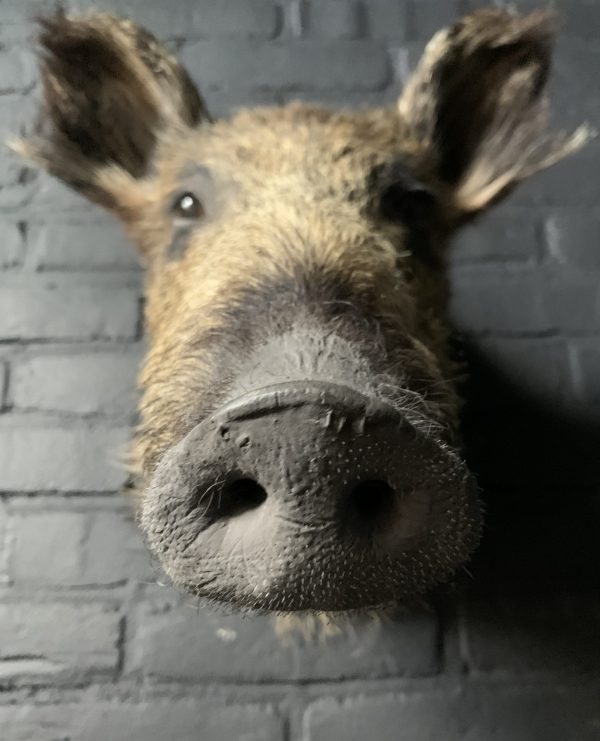 Taxidermy head of a small wild boar