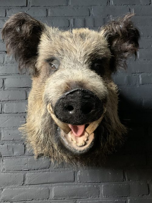 Mounted head of a large wild boar