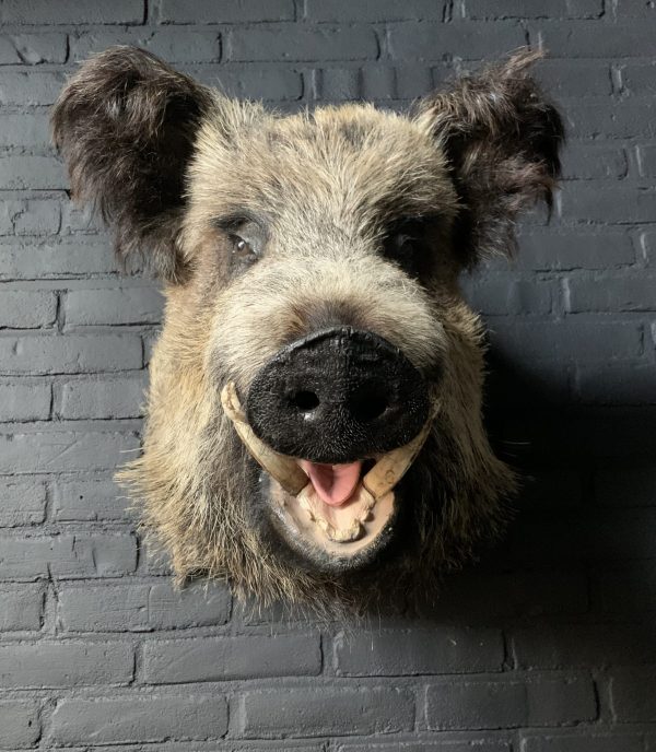 Mounted head of a large wild boar