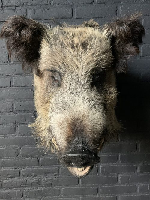 Mounted head of a large wild boar