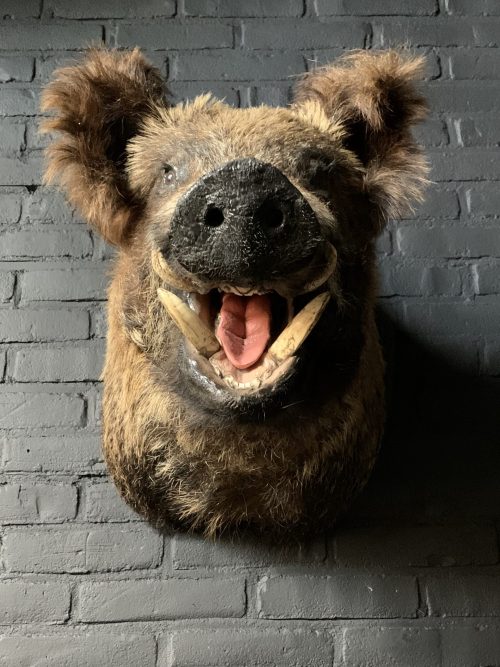 Mounted head of a large wild boar