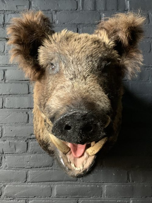 Mounted head of a large wild boar