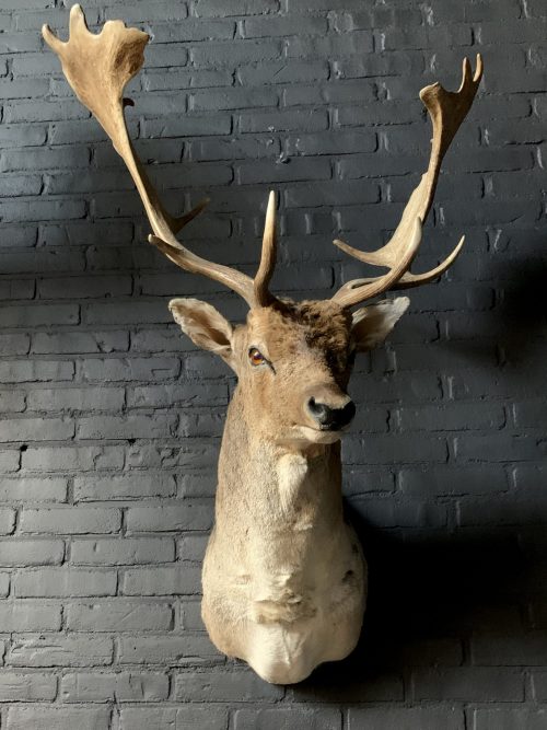 Mounted taxidermy head of a fallow deer