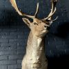 Mounted taxidermy head of a fallow deer