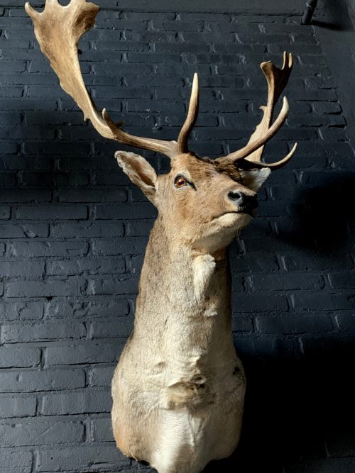 Mounted taxidermy head of a fallow deer