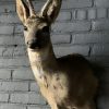 Taxidermy roebuck in summer coat