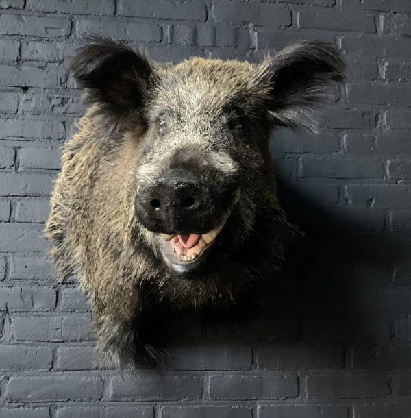 Stuffed head of a large wild boar