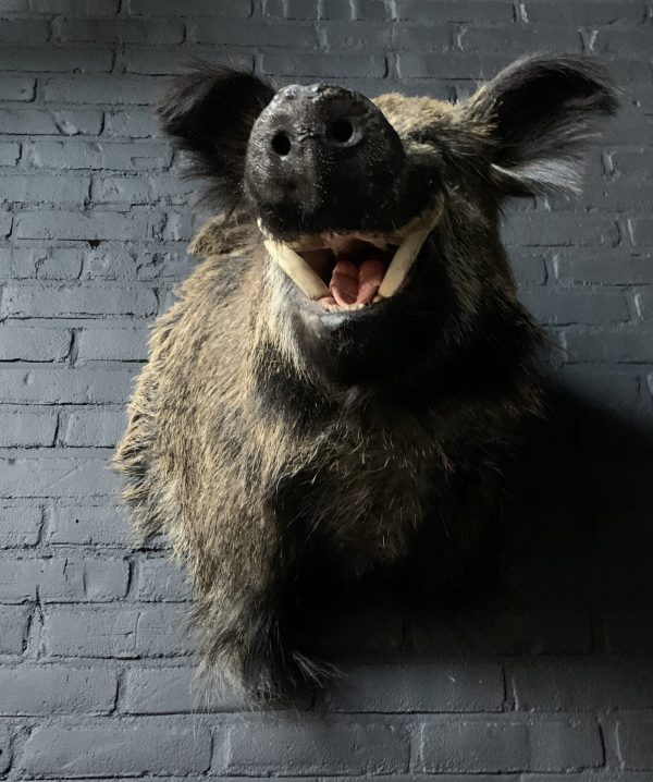 Stuffed head of a large wild boar