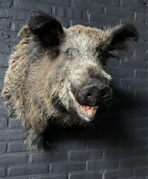 Stuffed head of a large wild boar