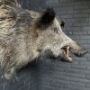 Stuffed head of a large wild boar