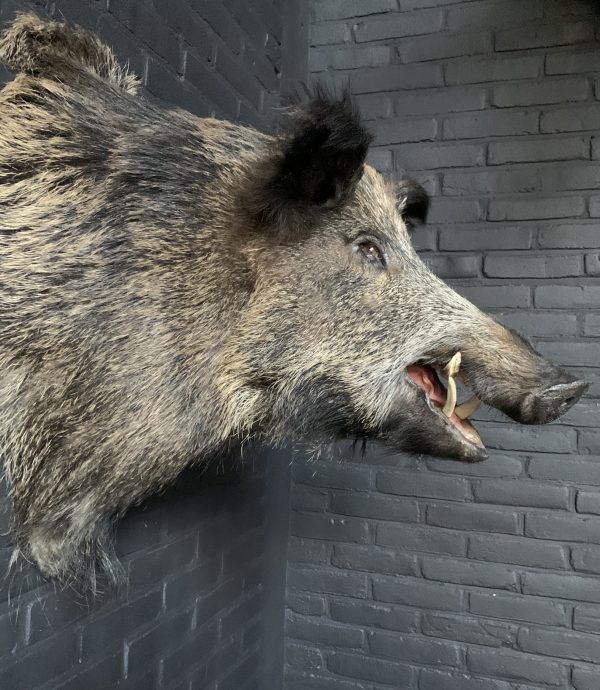 Stuffed head of a large wild boar