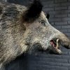 Stuffed head of a large wild boar