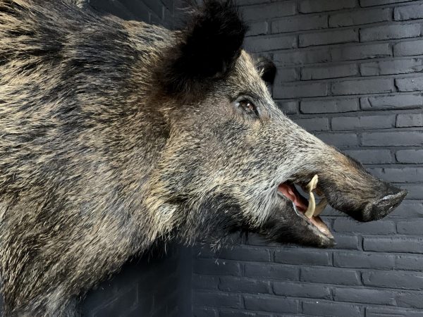 Stuffed head of a large wild boar