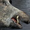 Ausgestopfter Kopf eines großen Wildschwein