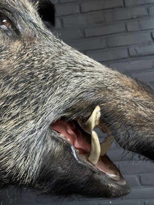 Stuffed head of a large wild boar