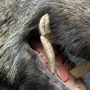 Stuffed head of a large wild boar