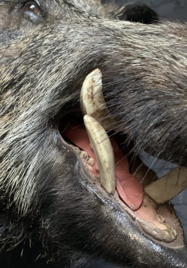 Stuffed head of a large wild boar