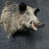 Stuffed head of a large wild boar