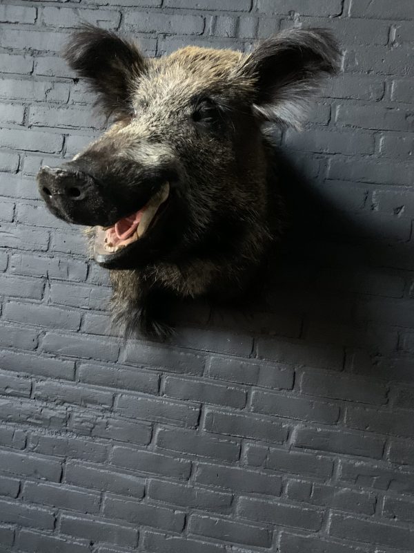 Stuffed head of a large wild boar