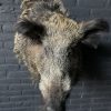 Stuffed head of a large wild boar