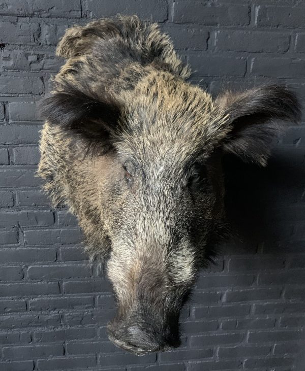 Stuffed head of a large wild boar