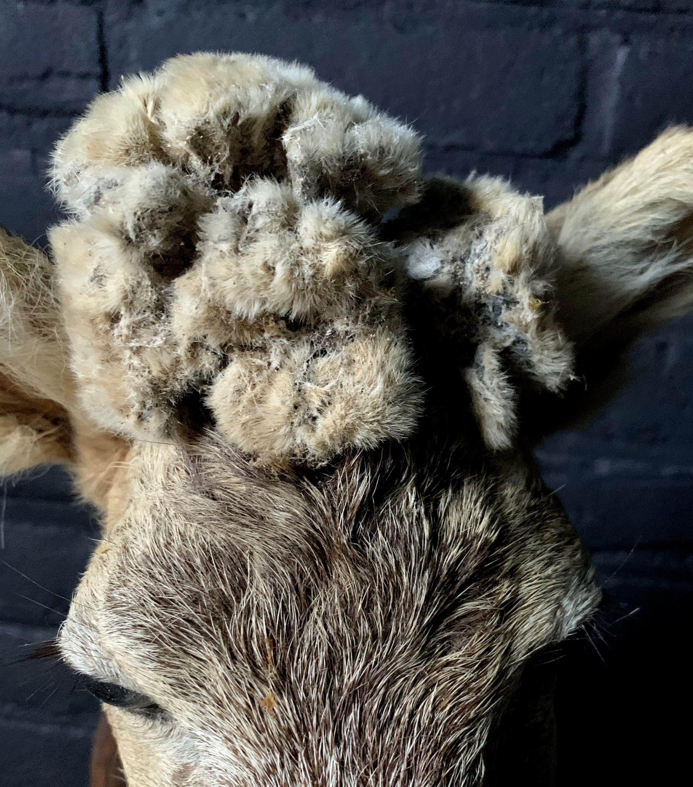 stuffed buck