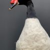 Black necked swan