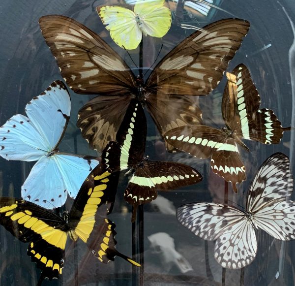 Antique oval dome filled with a mix of colorful butterflies (autumn shades)