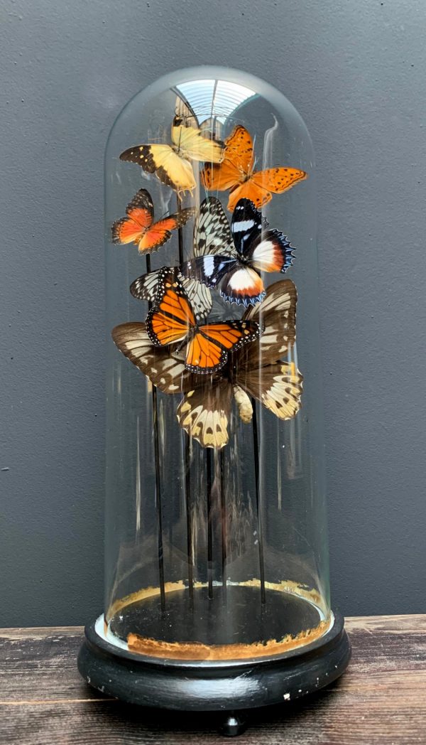 Antique dome filled with a mix of colorful butterflies (autumn shades)