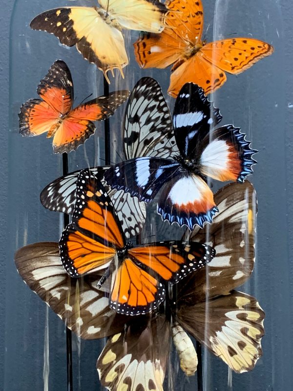 Antique dome filled with a mix of colorful butterflies (autumn shades)