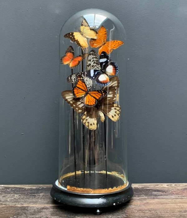 Antique dome filled with a mix of colorful butterflies (autumn shades)