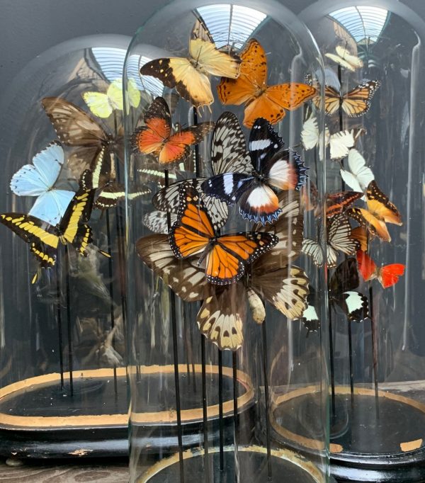 Antique dome filled with a mix of colorful butterflies (autumn shades)