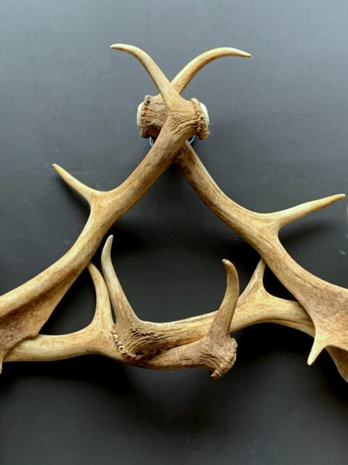 Wall lamp made of fallow deer antlers