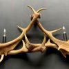 Wall lamp made of fallow deer antlers