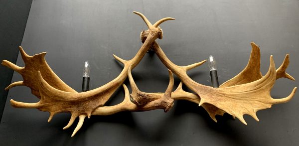 Wall lamp made of fallow deer antlers