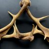 Wall lamp made of fallow deer antlers